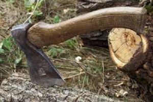 Лісогосподарське підприємство з Тернопільщини сплатить до бюджету 260 000 гривень
