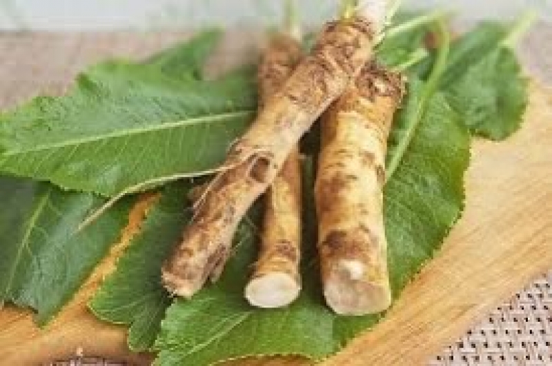 На Бучаччині кооператив «Домашня ягода» розпочинає заготівлю хрону