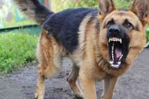 На Тернопільщині судитимуть власника німецької вівчарки, яка сильно покусала обличчя дівчинки