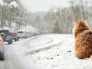 На Тернопільщині очікується хуртовина та ожеледиця