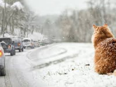 На Тернопільщині очікується хуртовина та ожеледиця