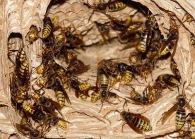 Мешканці Тернопільщини продовжують потерпати від сусідства з небезпечними комахами