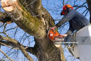 Екоінспекція області відреагувала на порушення під час обрізки дерев