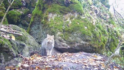 У заповіднику на Тернопільщині помітили лісового кота (фотофакт)