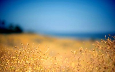 Ми: пісня емігранта з Тернополя