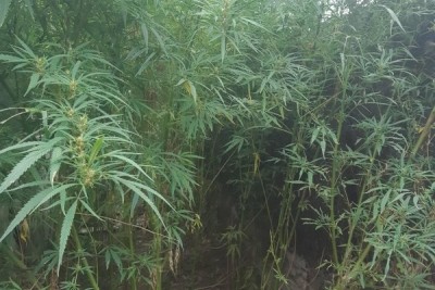 Мешканця Тернопільської області, який виростив на своєму городі плантацію конопель, чекає суд