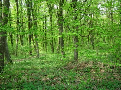 Мешканцям Тернопільщини буде дихати легше
