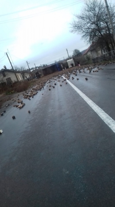 На Тернопільщині перекинулася вантажівка з буряками (фотофакт)