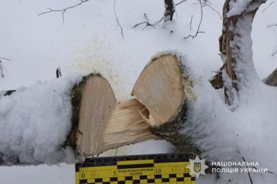 За незаконну порубку дерев у заповідній зоні тернополянину загрожує до п’яти років позбавлення волі