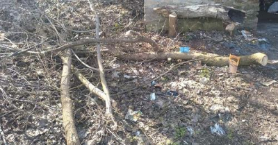 У Тернополі зафіксували три факти незаконної порубки дерев