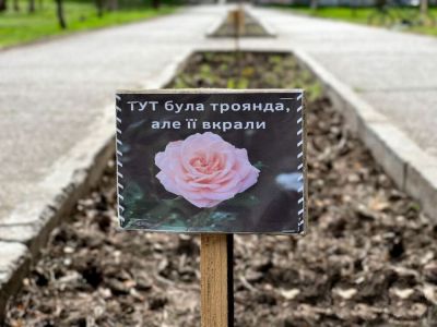 У Чорткові крадуть троянди, які висадили на міській клумбі