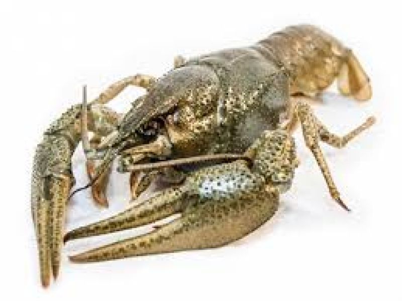 Екоінспекція інформує: на Тернопільщині з 1 грудня забороняється вилов раків