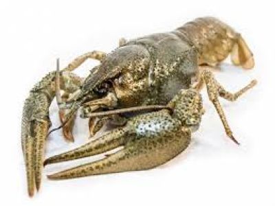 Екоінспекція інформує: на Тернопільщині з 1 грудня забороняється вилов раків