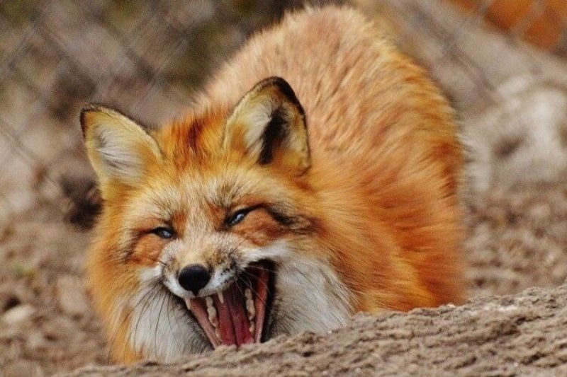 Екоінспекція контролює регулювання чисельності хижаків на Тернопільщині