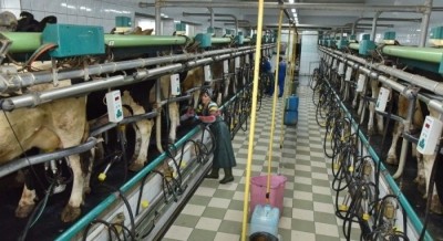 &quot;Бучачагрохлібпром&quot; відгодовує ВРХ, щоб постачати м&#039;ясо на українські та іноземні ринки