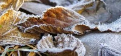 Наступного тижня на Тернопільщині прогнозують заморозки
