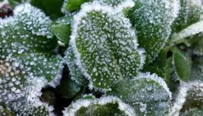 Завтра на Тернопільщині очікуються заморозки