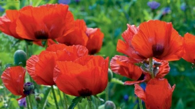 На Тернопільщині виявили 15 незаконних посівів снотворного маку