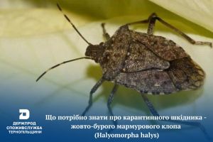 Жовто-бурий мармуровий клоп (Halyomorpha halys) — небезпечний поліфаг, який загрожує культурним рослинам
