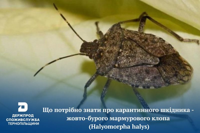 Жовто-бурий мармуровий клоп (Halyomorpha halys) — небезпечний поліфаг, який загрожує культурним рослинам
