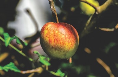 Тернопiльськa дiєтолог порaдилa людям продукти, якi вaрто їсти восени