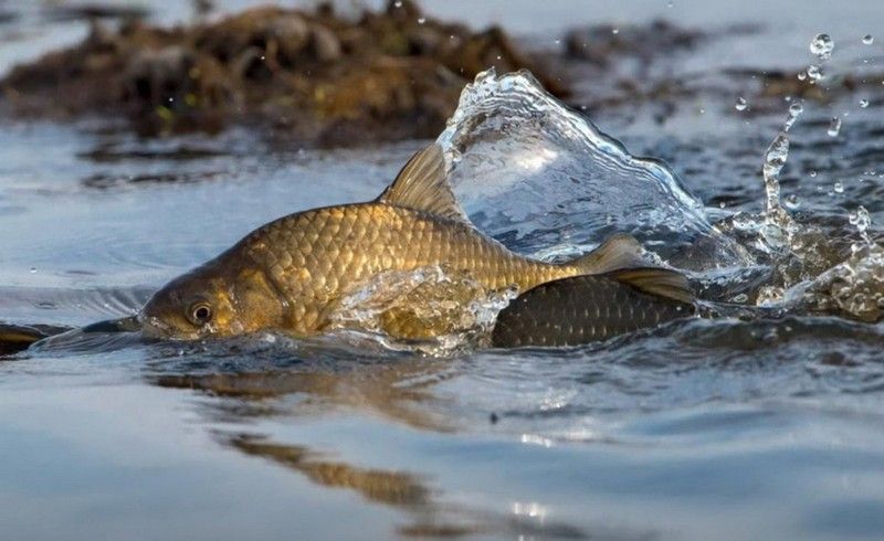 «Сітки замість вудок»: чергові випадки браконьєрства на водоймах Тернопільщини
