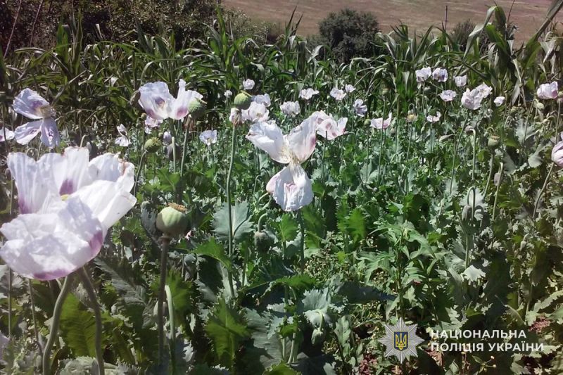 Поліцейські викрили жителів Тернопільщини, які вирощували мак «на пиріжки»