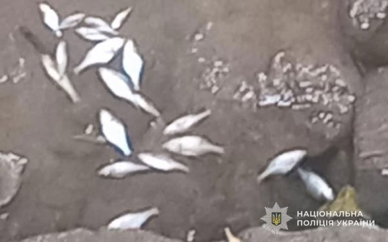 За фактом загибелі риби на Тернопільщині розпочали кримінальне провадження