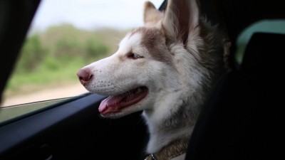 У Тернополі діє особливе таксі, яке перевозить хвостатих, пернатих, чотирилапих …