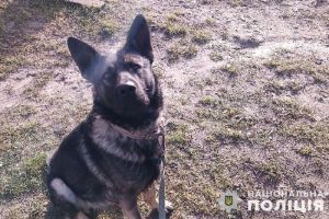 На Тернопільщині німецька вівчарка покусала 11-річну дитину: дівчинка у лікарні