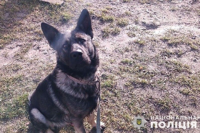 На Тернопільщині німецька вівчарка покусала 11-річну дитину: дівчинка у лікарні