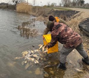 Випустили 600 кг риби: у Козівській громаді провели зариблення двох ставків