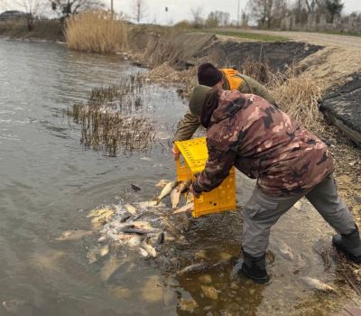 Випустили 600 кг риби: у Козівській громаді провели зариблення двох ставків