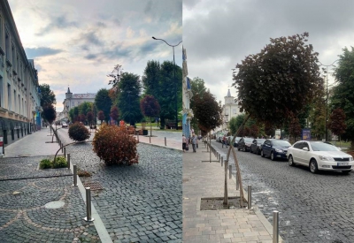 У центрі Тернополя посеред дороги лежали червонолисті клени (фотофакт)