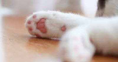 У Тернополі зафіксували випадок жорстокого знущання над твариною