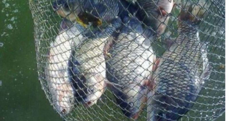 Незаконний вилов риби ставними сітками виявили екологи на Тернопільщині